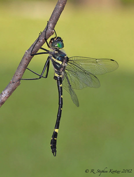 Macromia alleghaniensis, male